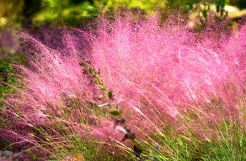 Pink muhly grass